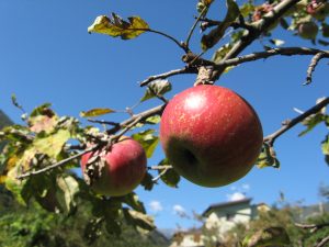 apples