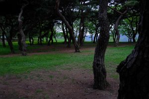 forest scenery